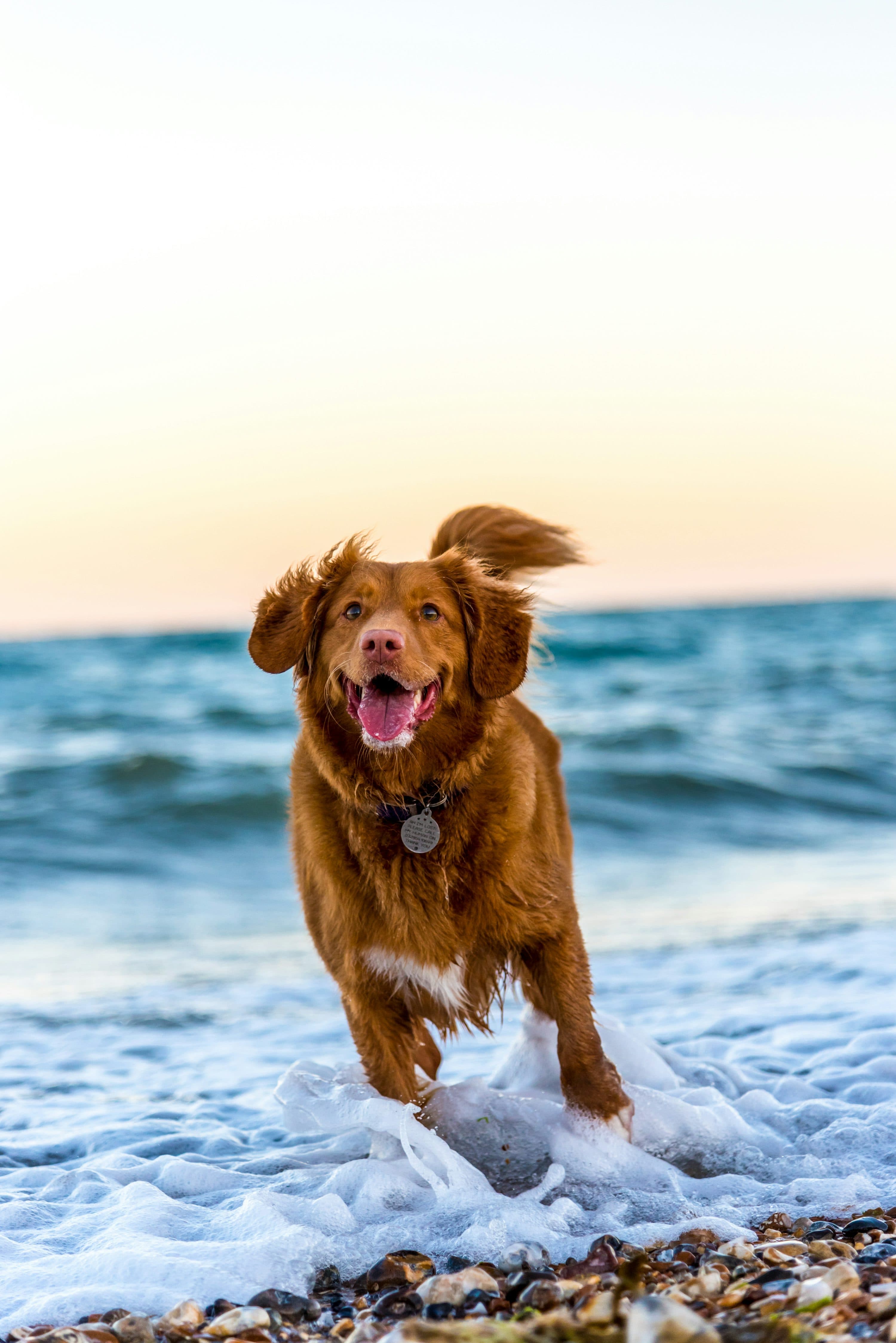 The Ultimate Guide to Dog-Friendly Beaches in the Netherlands
