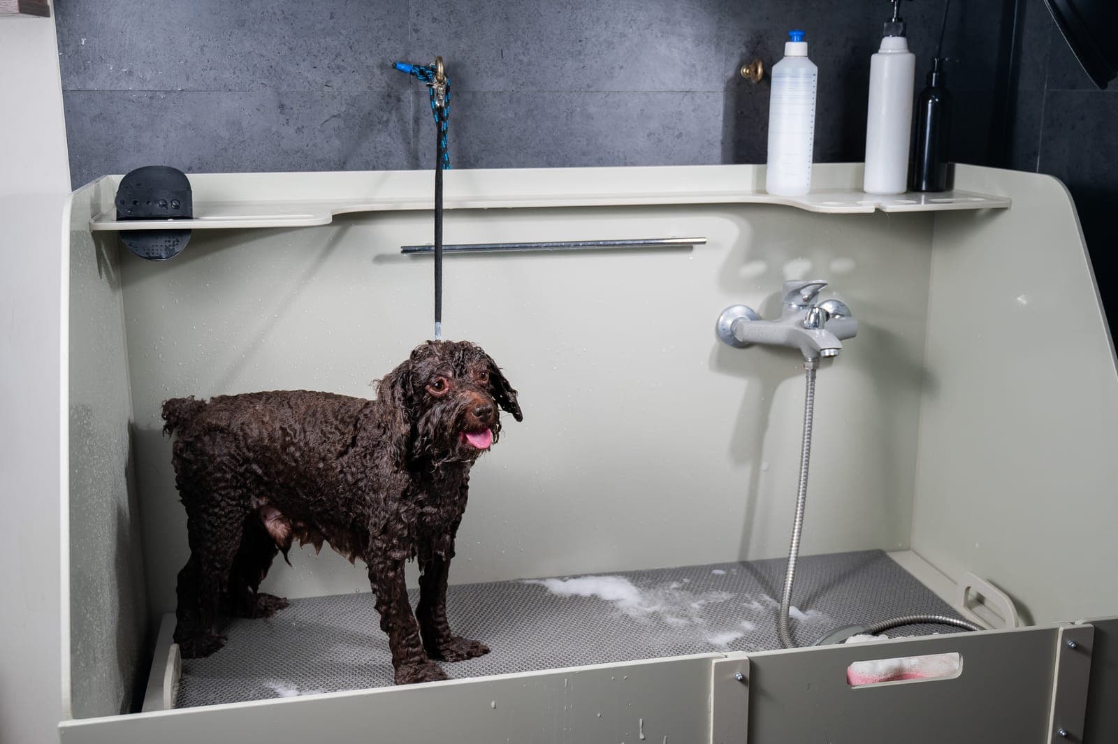 brown poodle in wash station