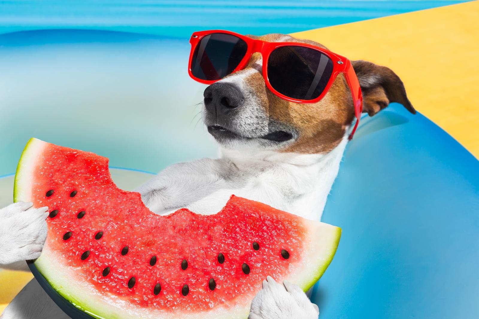 blog foto keep-your-dog-cool-during-heatwave