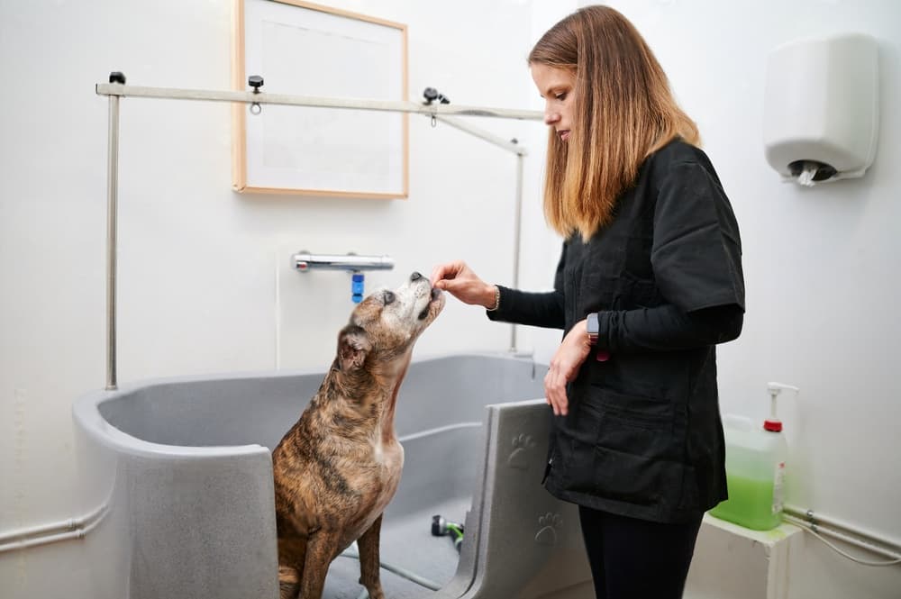 dog gets treat in tub