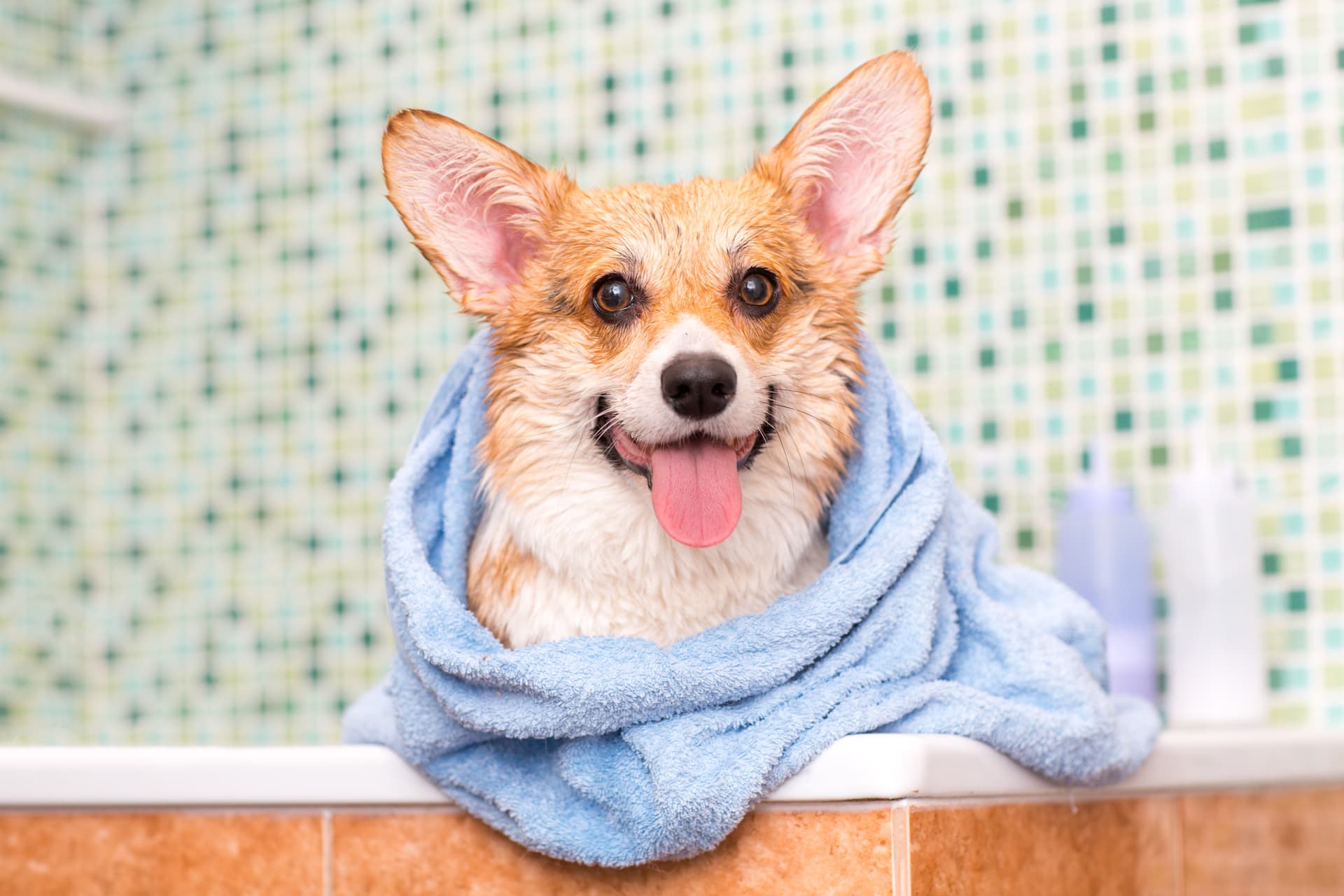 dog with towel