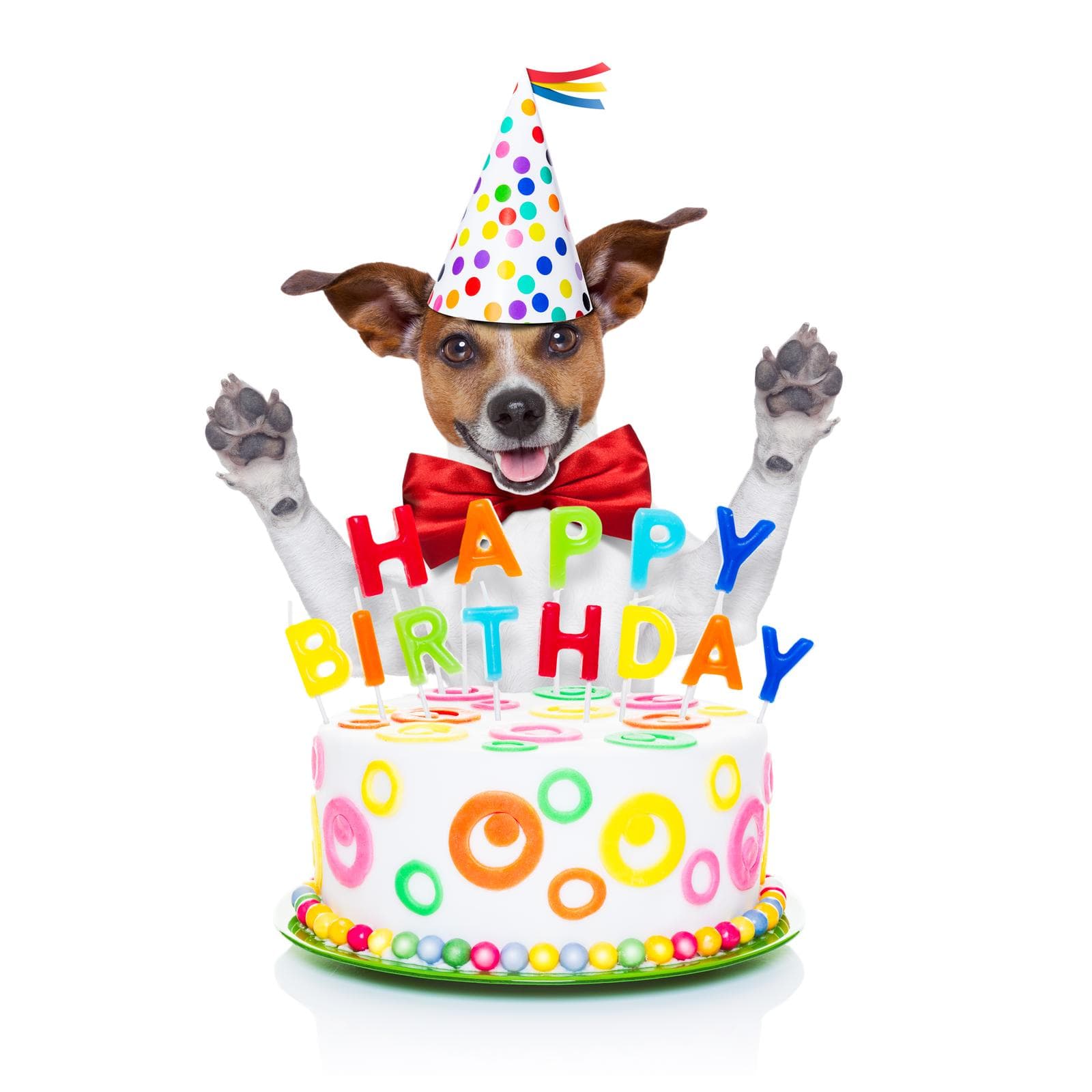blog foto 12-great-birthday-gifts-for-your-dog