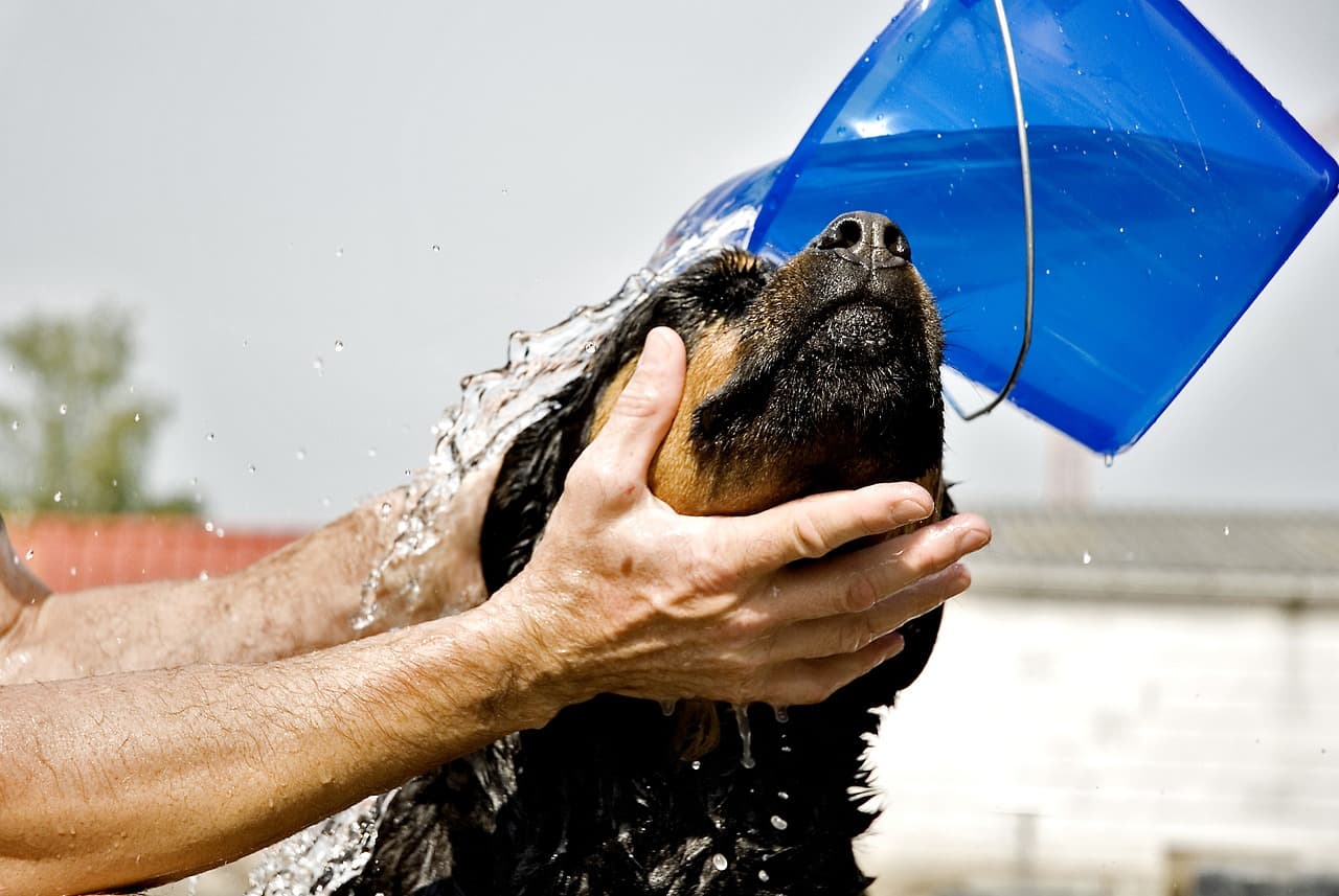 blog foto why-washing-your-dog-is-important