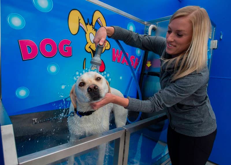 blog foto what-is-a-dogwash