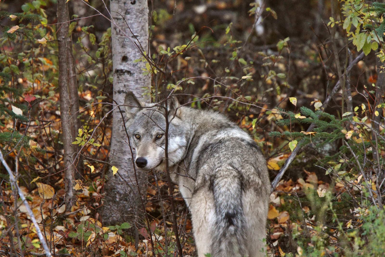Walking Your Dog in Wolf Territory: Stay Safe Together