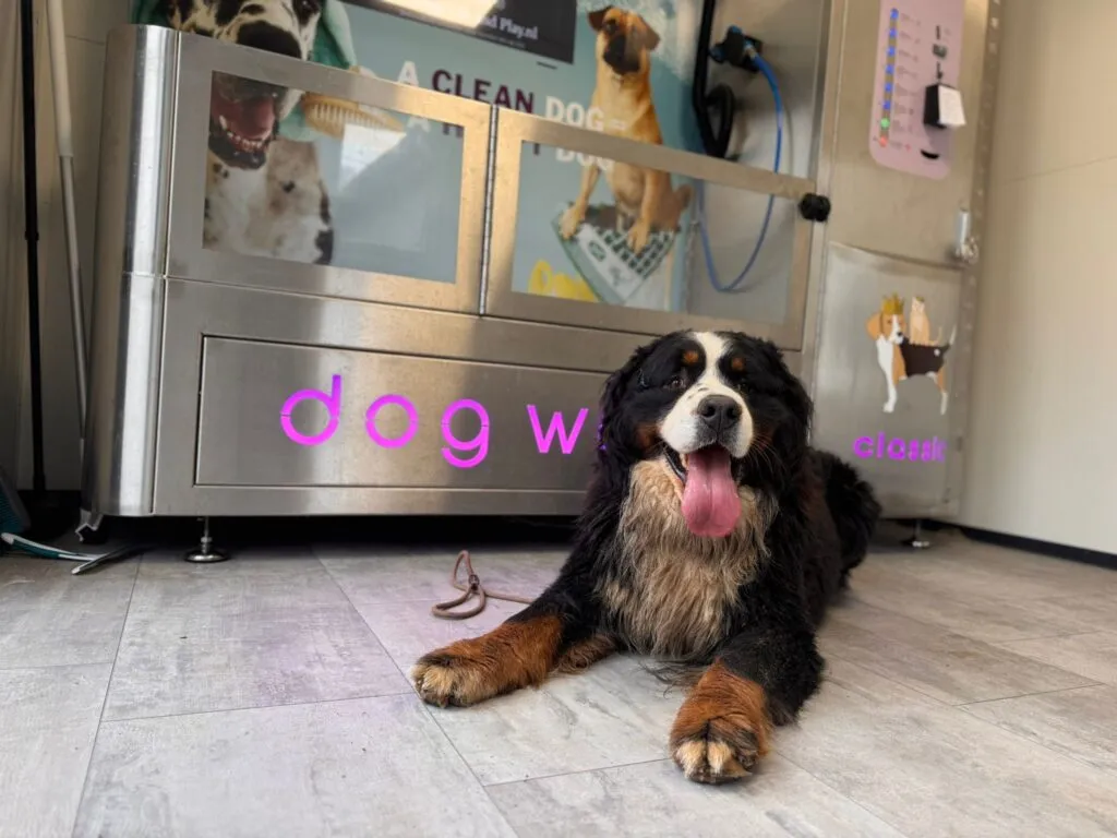 Foto 1 van de hondenwasstraat bij locations/happy-pets-happy-you-1743150096356.webp