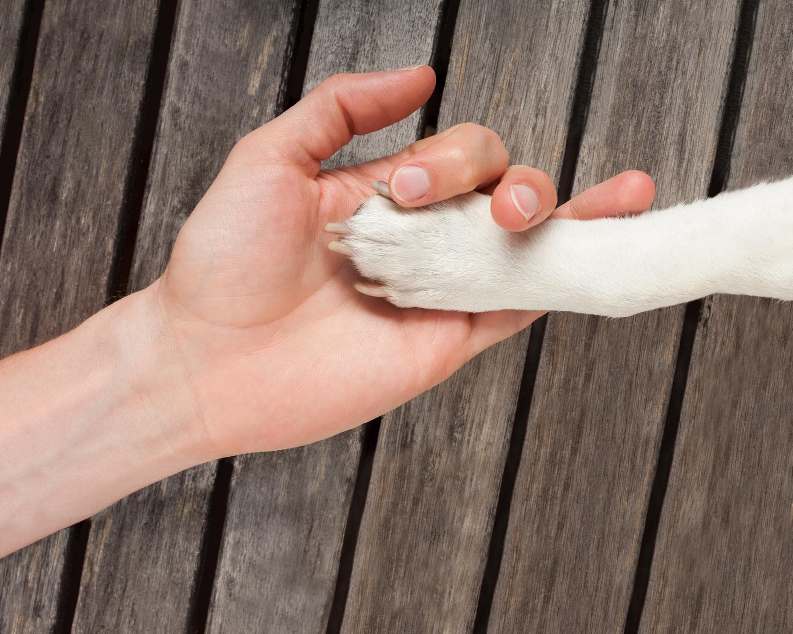 blog foto hondenpoten-verzorgen-gids