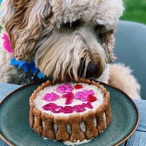 Dog Cake from Doggi.nl