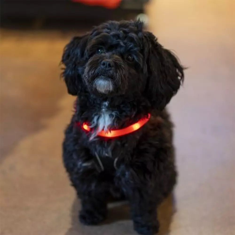 LED Collar